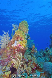 Reef shot from Bob's wall, North shore, Grand Cayman.  Wa... by Patrick Reardon 